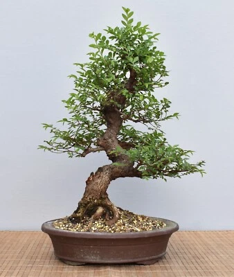 Bonsai Indoor, Chinesische Ulme (Ulmus parvifolia) 25003 | Bonsai-Garten-Müller - Bild 1 von 2
