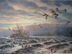 "Diver Island-Bluebills" by Herb Booth Old Classic Print (1990) Only l in stock - Picture 1 of 2