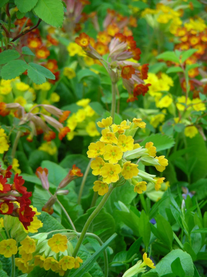 Primula Veris & hyb : 50 Seeds : Cowslip Primrose : Yellow, Red, Orange - Image 1 of 4