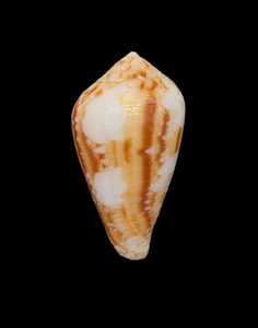 Muschelschale CONUS RETIFER Maledive 42,9 mm # GOOD SIZE - Bild 1 von 4