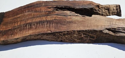 Losa de raíz de tocón de nogal negro Claro, grano súper loco, línea de criatura de tocón Foto 1 de 4