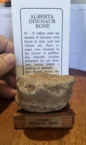 Alberta Dinosaur Bone With Stand And Document - Foto 1 di 12