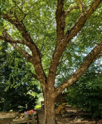 2 árboles de abedul de río de un solo tallo - plantas vivas en maceta - 12-18" de alto - maceta de cuarto de galón Foto 1 de 4