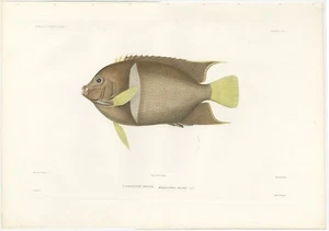Antique Fish Print of the King Angelfish or Passer Angelfish - Picture 1 of 1