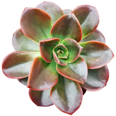 Echeveria Melaco Succulent  (4 inch) - Image 1 of 4