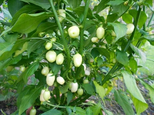 Habanero Weiß 10 Samen (Rarität) (Mini-Chili) Chili Chilisamen - Bild 1 von 1