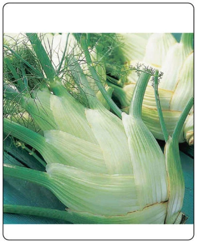 Hinojo Florence Herencia Jardín Vegetal Por Seed Kingdom 500 Semillas Foto 1 de 1