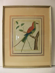 1770 Hand Tinted Engraving Rollier Du Senegal by Francois Martinet Comte Buffon - Picture 1 of 12