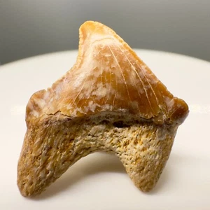 Symphyseal 0.79" Fósil Carcharocles sokolowi (AURICULATUS) Diente-W. Sahara-RARO - Imagen 1 de 4