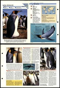 King Penguin #173 Birds Wildlife Fact File Fold-Out Card - Picture 1 of 1