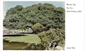 Santa Barbara Mission Bay Fig Tree Real Photo RPPC Actual Photo Co 1950 CA - Picture 1 of 2
