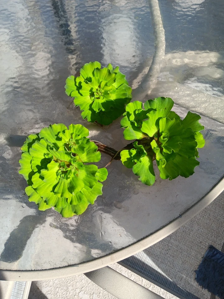 Water Lettuce Pond Plants  5 SMALL Curley premium No Florida, California,TEXAS - Image 1 of 1