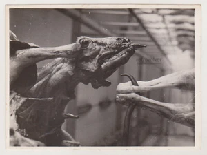 Echoes of Decay Relentless Embrace of Mortality Surreal Unusual Abstract Weird - Picture 1 of 7