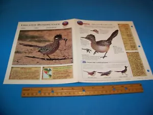 Greater Roadrunner Foto/Página de Información Explorador de Vida Silvestre 1998 - Imagen 1 de 3