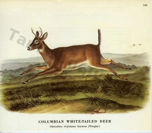 James & Woodhouse Audubon 1968 ciervo colombiano cola blanca página libro arte (1439) - Imagen 1 de 1