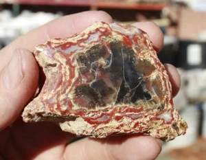 Henry Mountain Petrified Wood  • 5.2 oz. - Picture 1 of 9