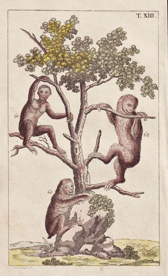 sloth Faultier Kupferstich engraving Wilhelm 1800 - Bild 1 von 1