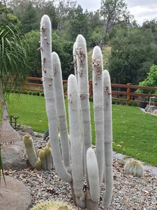 Cleistocactus strausii - Silver Torch/Silver Tower Cactus - 20 + SEEDS - Picture 1 of 4