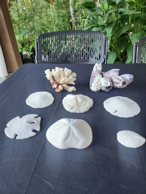 Ocean Collection.  Reef Corral, Sand Dollar, Sea Biscuit, Keyhole Sand Biscuit.  - Image 1 of 4