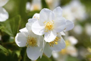 Philadelphus coronarius, Duftjasmin, weiß, 80–100 cm - Bild 1 von 4