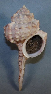 MUREX BARBIERI 117,37mm SUPER AUSWAHL SELTEN XXL SPECIMEN vor St. Marie, Madagaskar - Bild 1 von 2