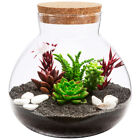 Ökologische Mikrolandschaftsflasche Kork Büro Blumendekor Glasflasche