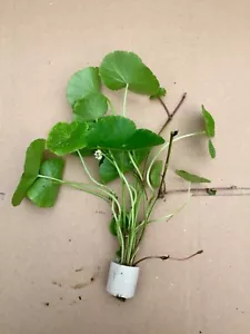  Hydrocotyle leucocephala Brasilianische Wassernabel Aquaqriumpflanze 1Bund - Bild 1 von 3