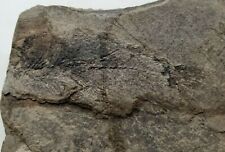 Jurassic fossil fish, Semionotus, Free Shipping in the USA!