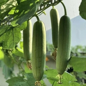 LUFFA 10 Seeds Sweet Asian Loofah Sponge Gourd Dhondol Torai Loofa Lufa - Picture 1 of 1