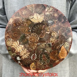 1.45LB Natural Ammonite fossil disk quartz crystal 249mm shell Plate Conch XC680 - Foto 1 di 12