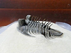 Erbenochile aff erbeni on matrix Trilobite Devonian Morocco - Picture 1 of 8