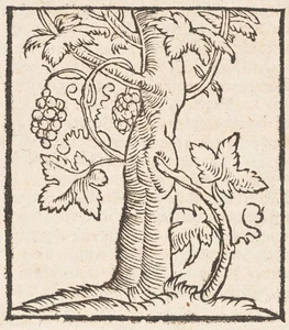 S. MÜNSTER (1488-1552), Weinranke um einen Baum, um 1610, Holzschnitt Barock - Picture 1 of 5