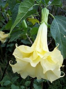 10 Double Yellow Angel Trumpet Seeds Brugmansia Datura Flower Seed USA