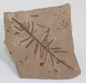 Foglie, Metasequoia occidentalis, Terziario, Oligocene, Montana, USA-k480 - Foto 1 di 3