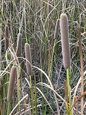 8 Cattail Plants Live 18" -20" W/ Roots For Ponds Bogs Water Freshly Harvested - Image 1 of 4