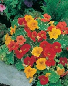 Nasturtium seeds, 1gramm seeds Nasturtium Alaska,organic seeds #100+TRACK № - Picture 1 of 1