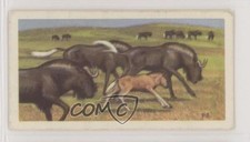 1963 Brooke Bond Wildlife in Danger Tea White-Tailed Gnu or Black Wildebeest 0e3