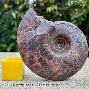 Pectinaites pectinatus ammonite fossil upper kimmeridgian jurassic madagascar - Picture 1 of 1