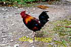 Photo 6x4 Dhoon Glen - Colourful rooster at entrance  c2003