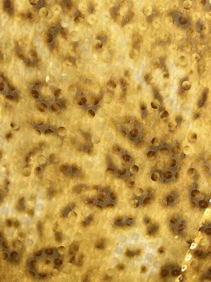 4.25 yd Sequined Yellow Chiffon Leopard Cheetah Dance Costume Fabric Yardage - Image 1 of 4