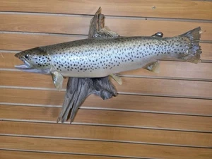 JTV216 - Montaje taxidermia pez trucha piel real 21"" - Imagen 1 de 7