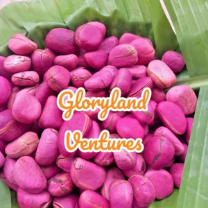 10 X Fresh African Red Kola Nut (Cola nitida) OBI GBANJA & 1kg 100% Organic - Picture 1 of 2