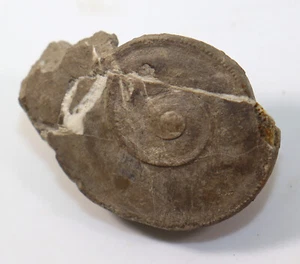 Schnecke, Nodeuomphalus labadyei, Devon, Herrenstrunden, Berg. Gladbach, D -f470 - Picture 1 of 7