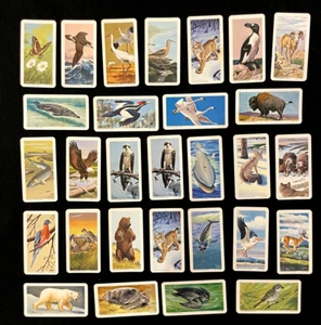 Lot Of 29 - 1971 Red Rose Tea Cards - North American Wildlife in Danger - Picture 1 of 2