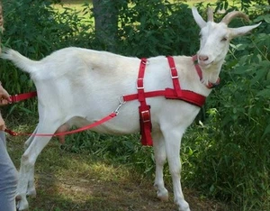 Goat Pulling Harness USA Made Heavy Duty Lined 4 colors Carter Pet Supply 3 Size - Picture 1 of 4
