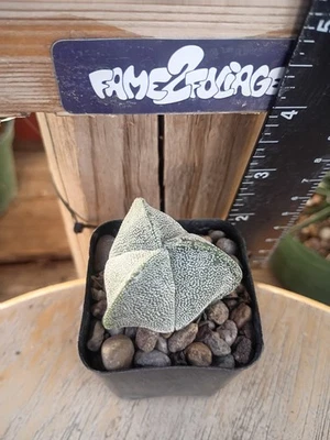 Astrophytum Myriostigma 'Tricostatum' Cactus - Image 1 of 2