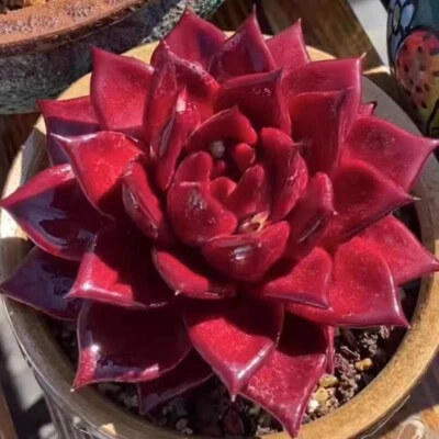 $80 free Po Echeveria Romeo Rubin full blood red form, about 3cm Succulent plant - Image 1 of 4