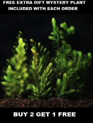 Hornwort Ceratophyllum Acuario Vivo Estanque Planta Tanque Plantado COMPRA 2 CONSIGUE 1 GRATIS Foto 1 de 4