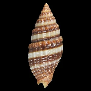 VEXILLUM AMANDUM (Liloan, Philippines) 11.0mm #47538 - Picture 1 of 3