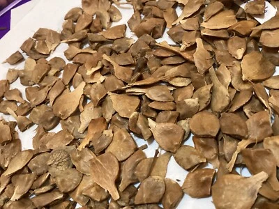 Semillas de arce común (ACER CAMPESTRE) (arce de cobertura) Foto 1 de 4